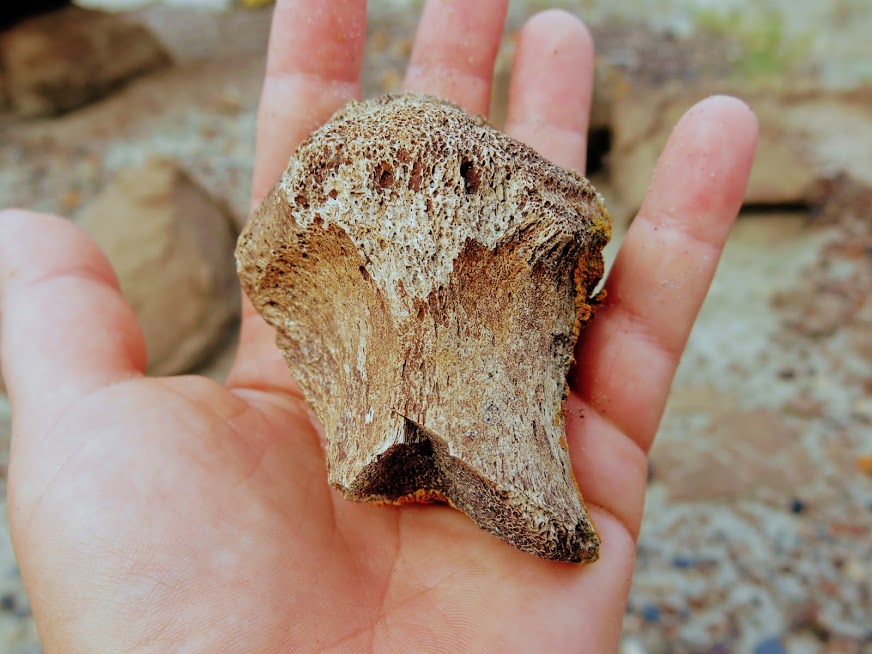 Hiking through Fossils in Dinosaur Provincial Park