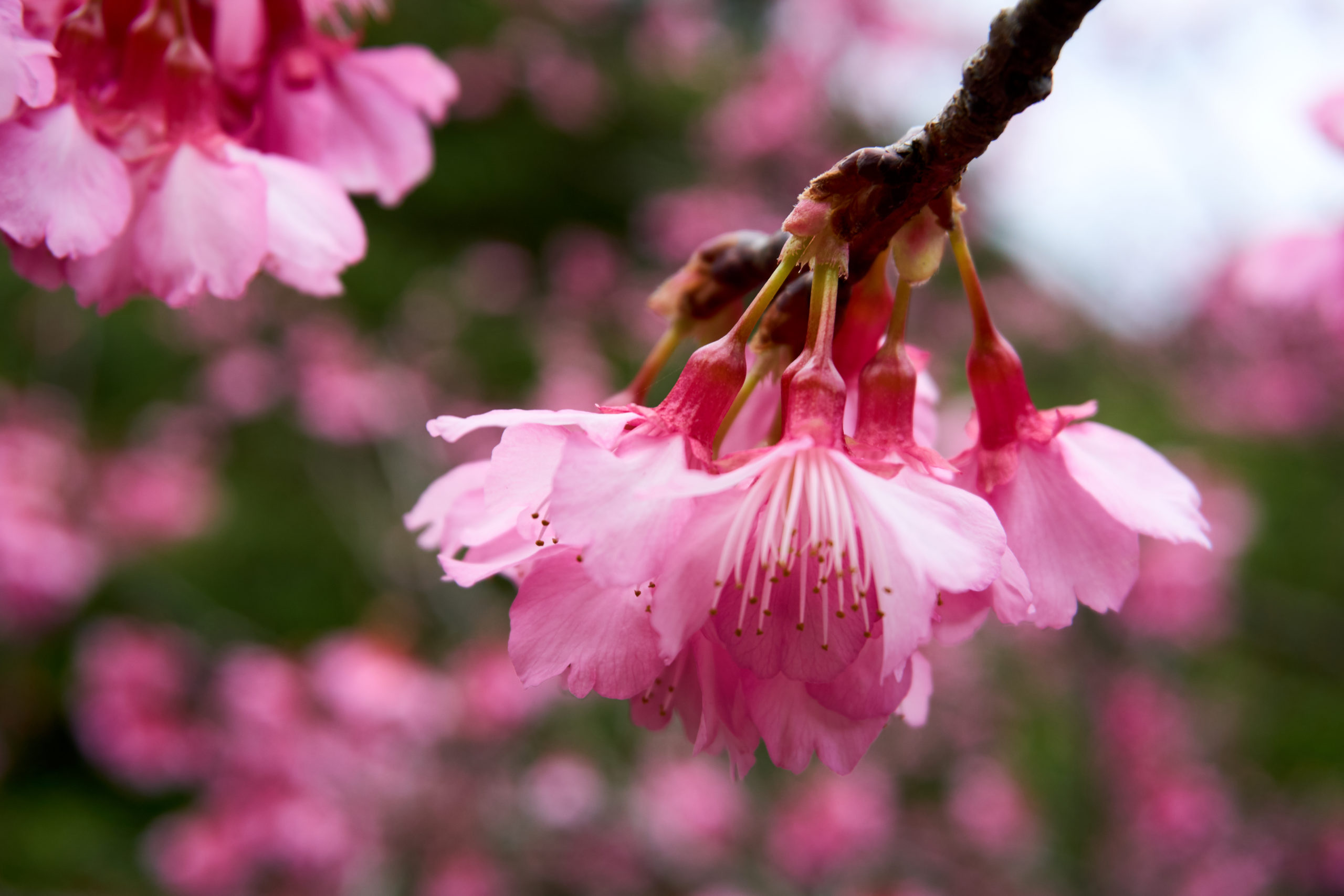 Okinawa Cherry Blossoms at Yaedake Park